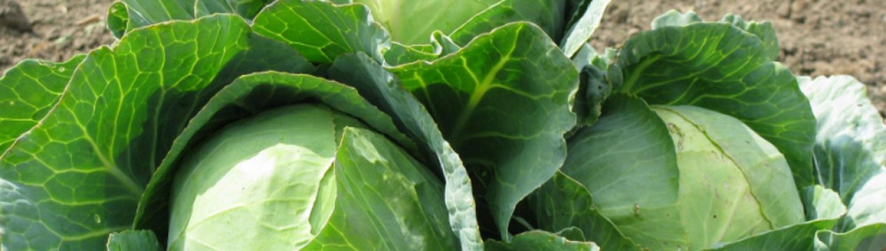 Як боротися з попелиць на капусті