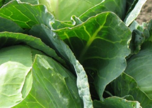 Як боротися з попелиць на капусті