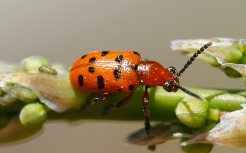 Спаржева муха