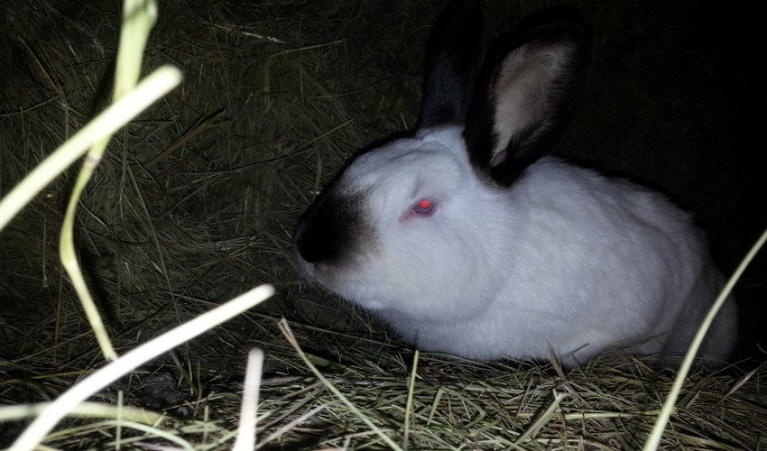 Каліфорнійські кролики