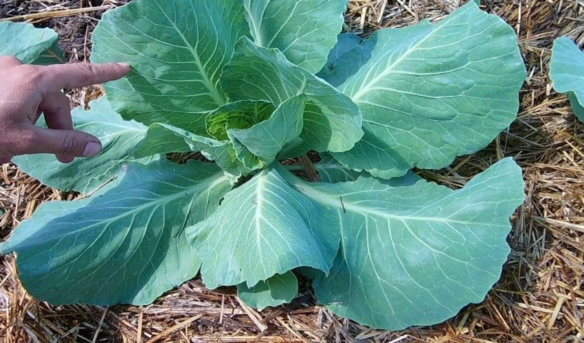 Вирощування капусти Вирощування капусти