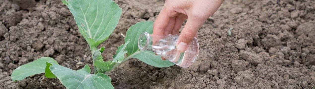 Обробка капусти оцтом від шкідників