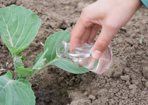 Обробка капусти оцтом від шкідників