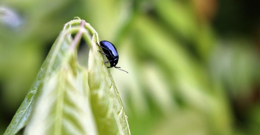 хрестоцвіті Блішки