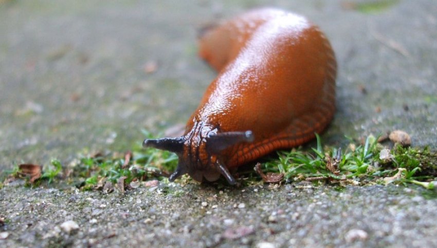 Slug