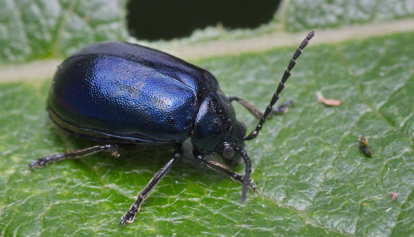 Капустяний листоїд