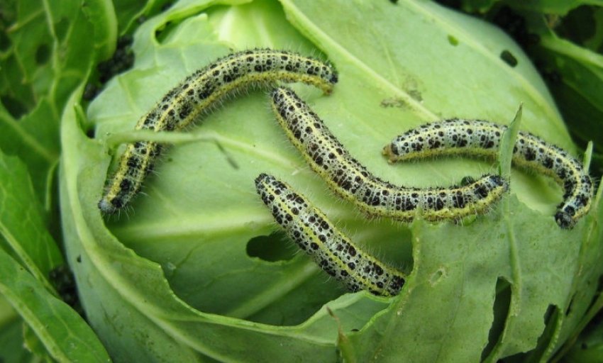 Гусениця на капусті
