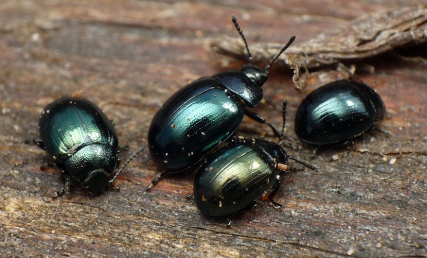 Капустяний листоїд