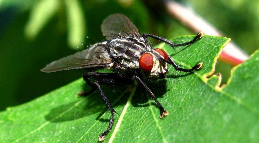 Капустяна муха