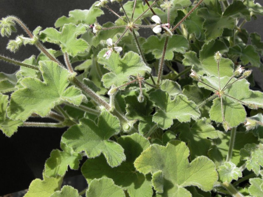 Герань повстяна