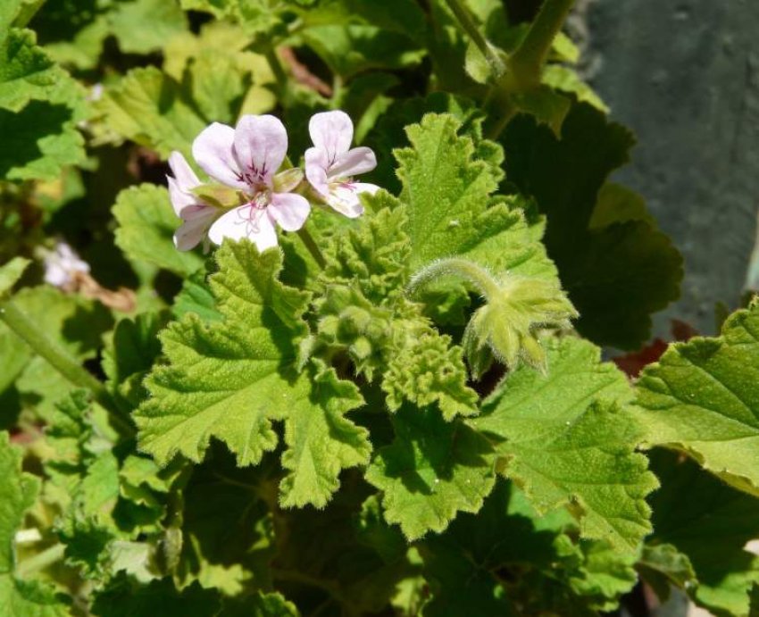Герань виноградолистная
