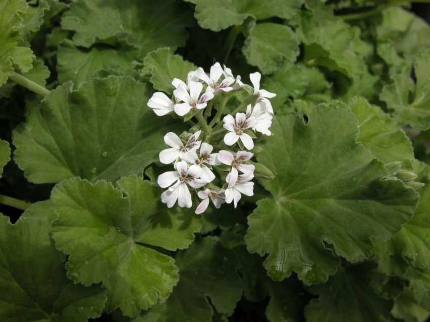 Герань яблучний сидр