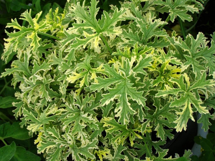 Герань леді плімут