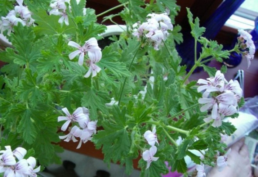 Герань сива дама