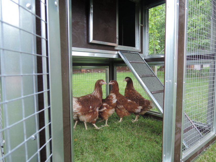 Вигульна майданчик для курей