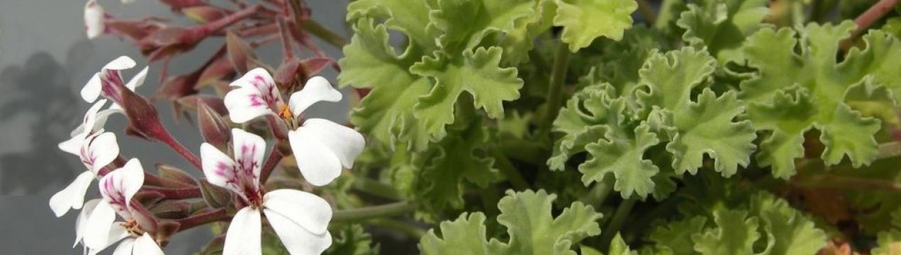 Герань запашна: лікувальні властивості, особливості вирощування та догляду
