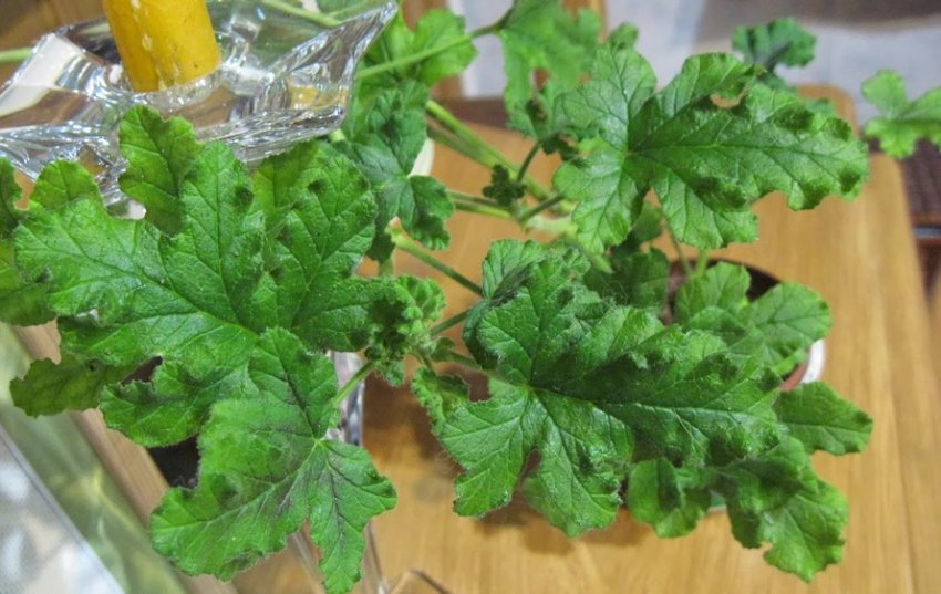 Як розмножити