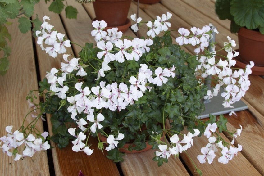 Герань волотиста