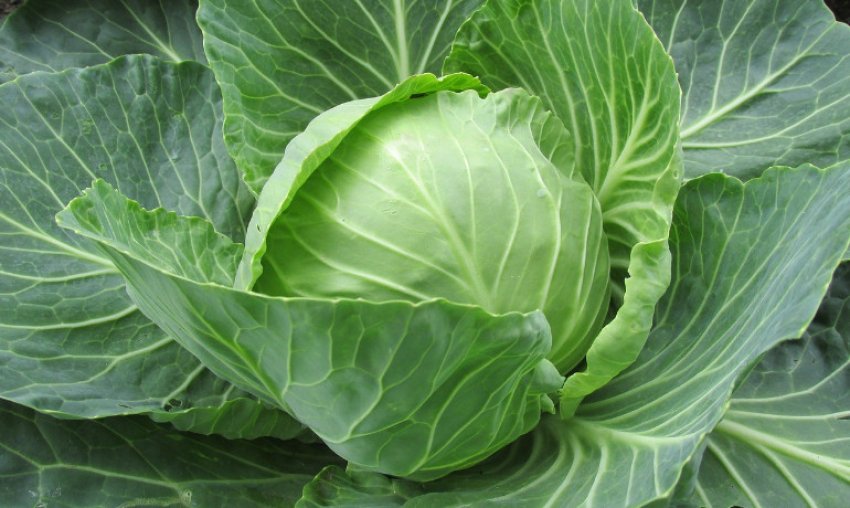 Капуста Амагер Капуста Амагер