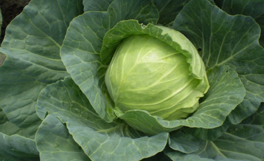 Капуста Орбіта Капуста Орбіта