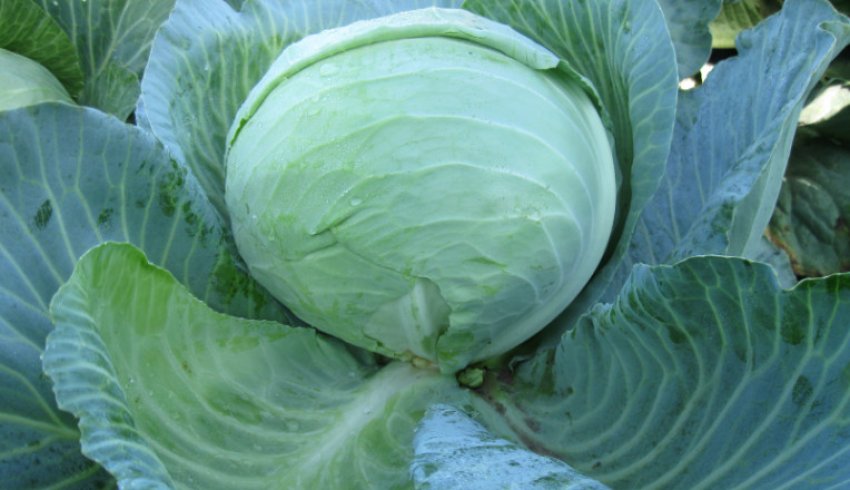 Капуста Олімп Капуста Олімп