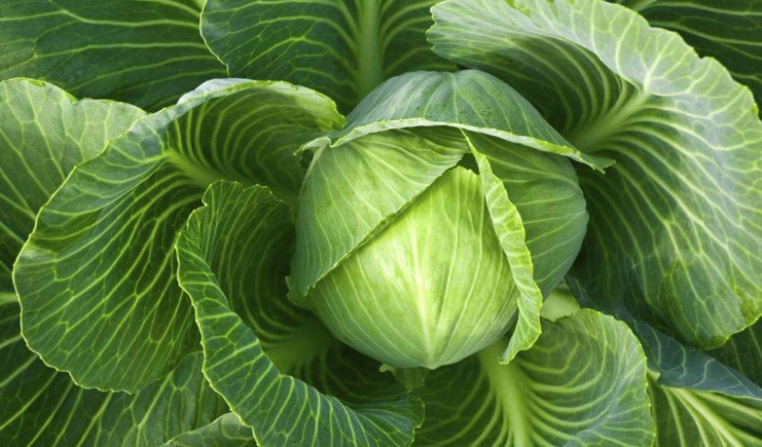 Капуста Чарівник Капуста Чарівник