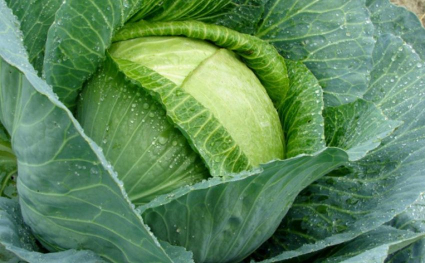 Капуста Білосніжка Капуста Білосніжка