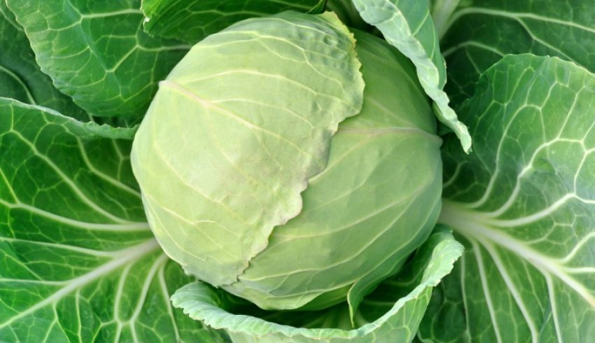 Капуста Кам'яна голова Капуста Кам'яна голова