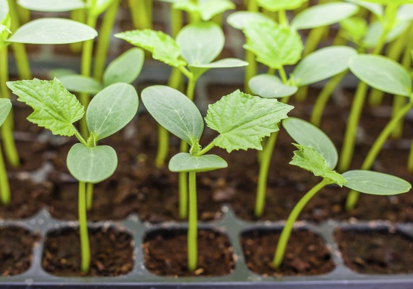 Розсадний спосіб вирощування Розсадний спосіб вирощування