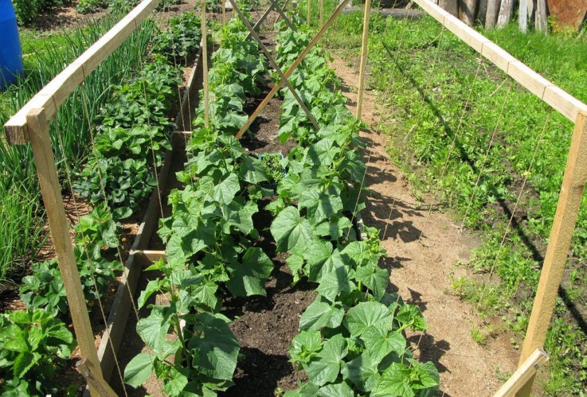 Підв'язка куща і формування Підв'язка куща і формування