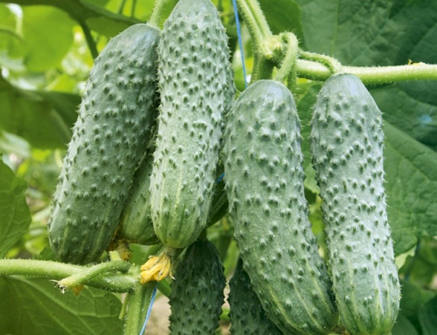 Огірок сорту Мамлюк ф1