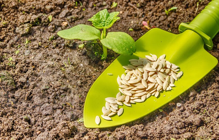 Посів насіння