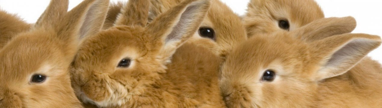 Риніт у кроликів: причини, симптоми та лікування