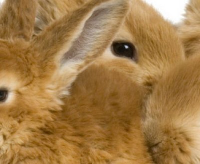 Риніт у кроликів: причини, симптоми та лікування