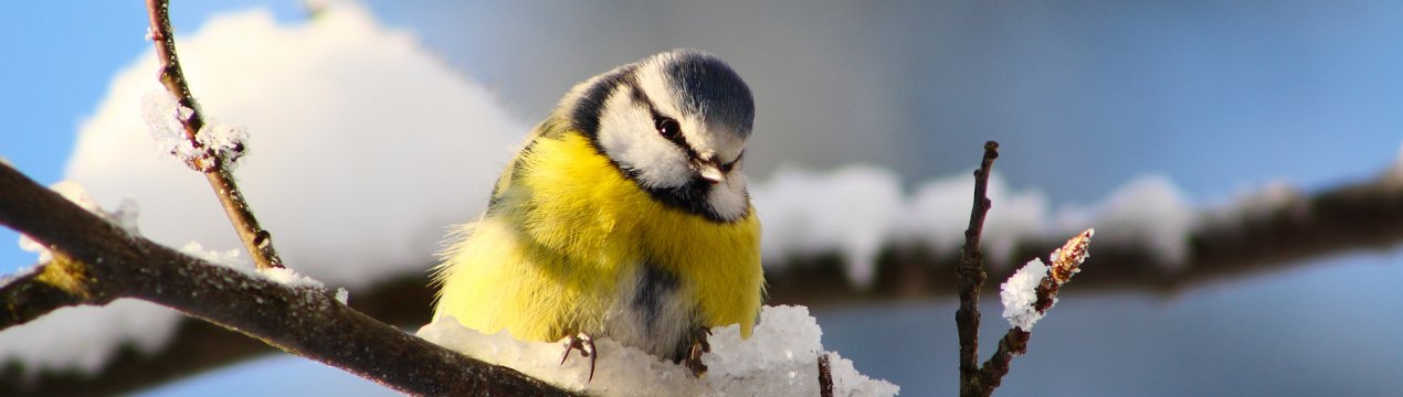 Москвичі протвережує п'яних снігурів і синиць