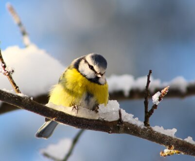 Москвичі протвережує п'яних снігурів і синиць