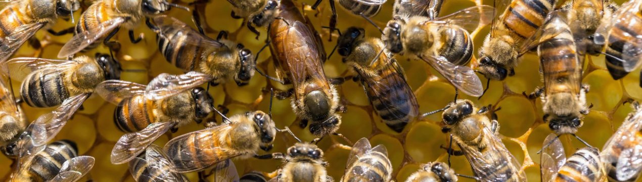 В Узбекистані побудують «санаторій» для башкирських бджіл