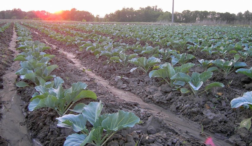 Вирощування капусти