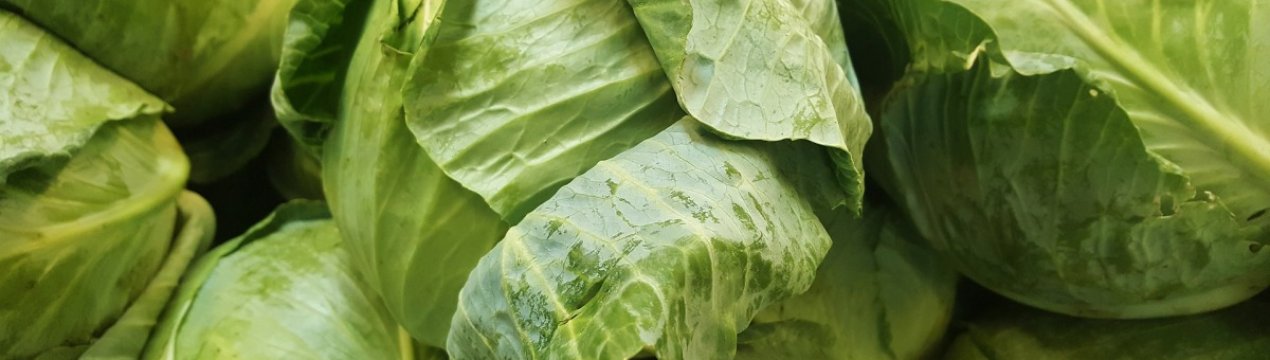 Як вибрати кращі сорти для соління і квашення