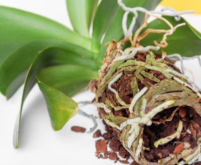 Як доглядати за корінням орхідеї