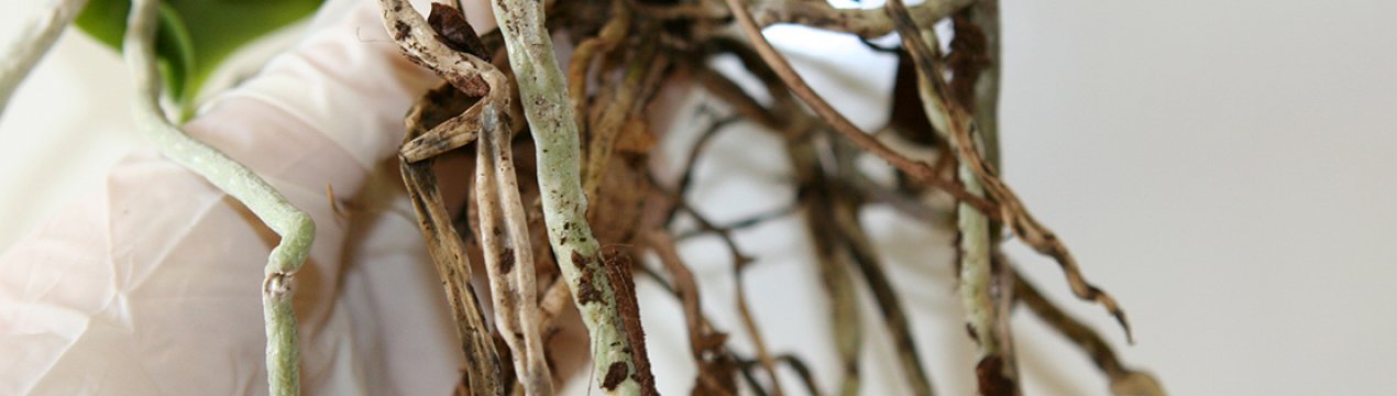 У орхідеї сохнуть коріння: як реанімувати рослина?