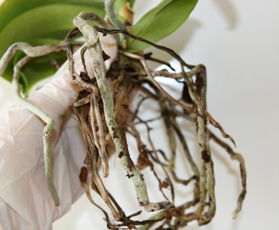 У орхідеї сохнуть коріння: як реанімувати рослина?