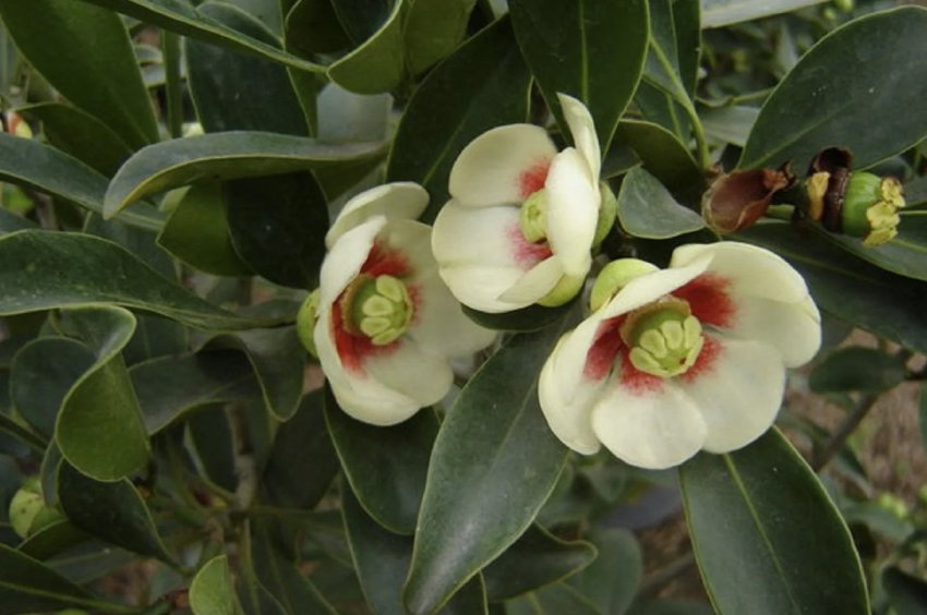 Клузія ланцетна Клузія ланцетна