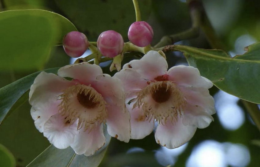 Клузія крупноквіткова Клузія крупноквіткова