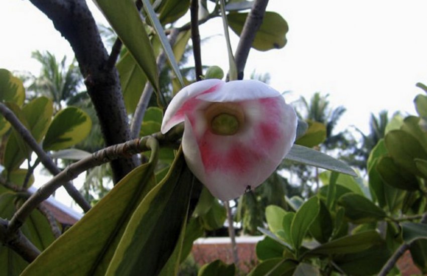 Клузія рожева Клузія рожева