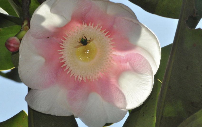 Клузія більша Клузія більша