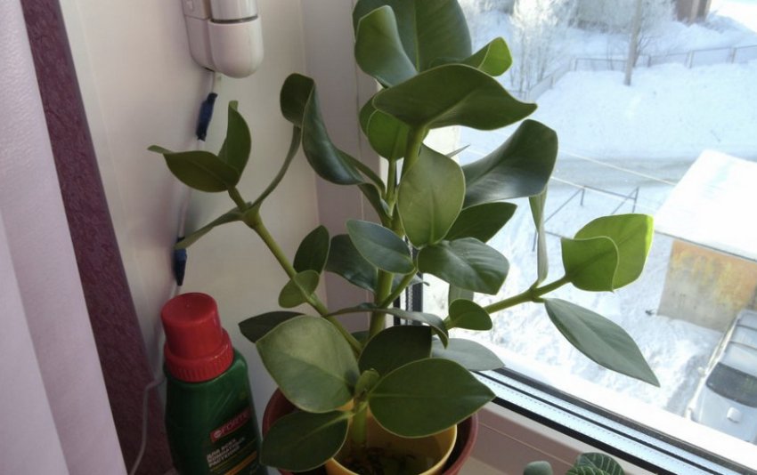 Клузія кімнатна Клузія кімнатна