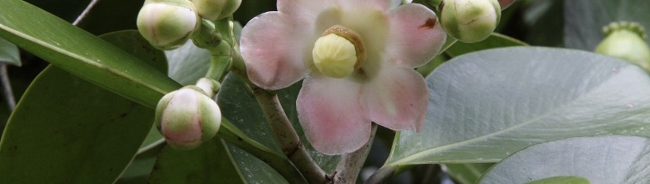 Квітка клузія: догляд в домашніх умовах