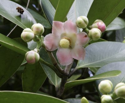 Квітка клузія: догляд в домашніх умовах