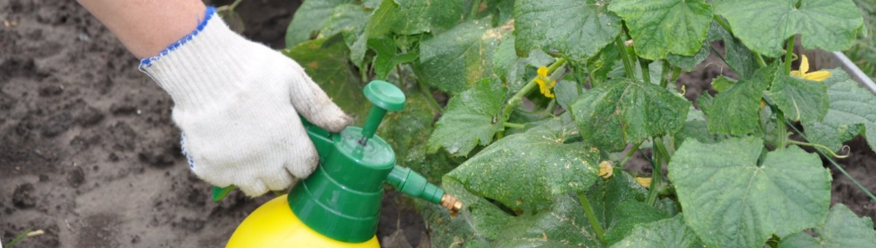 Як правильно обробляти огірки «Фитоспорином»